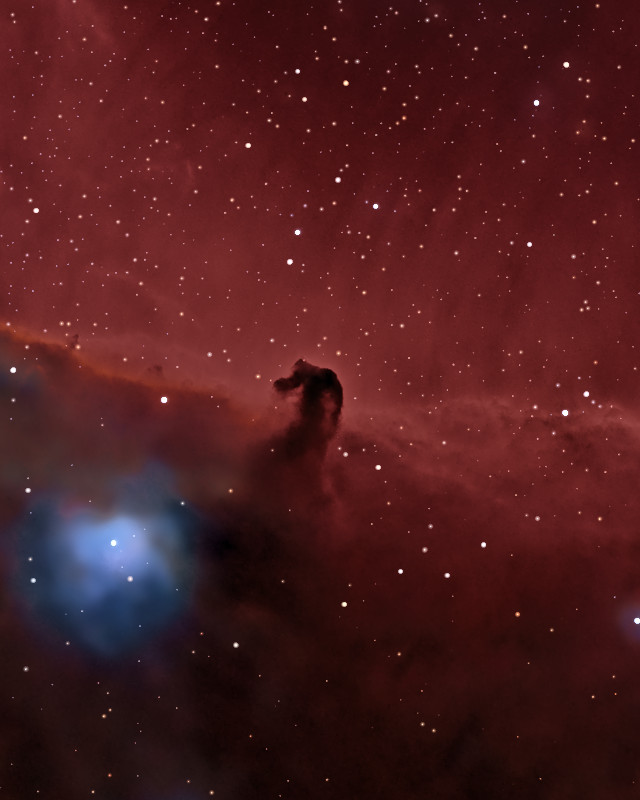 赤い光の縁から突き出た黒い馬の頭の形の雲。左下に青い反射星雲 / The dark horse's head rising from the bright red edge of the glow, with a blue reflection nebula at the lower left